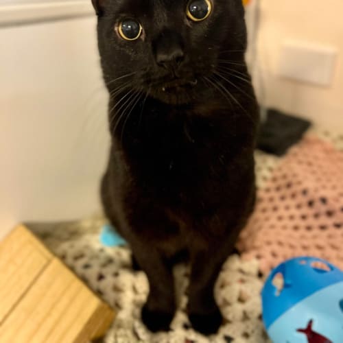 Lucifer - Mowbray