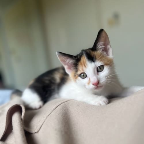 Gypsy