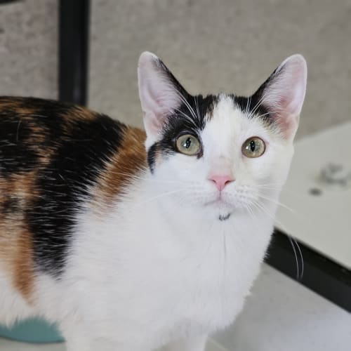 Twyla
