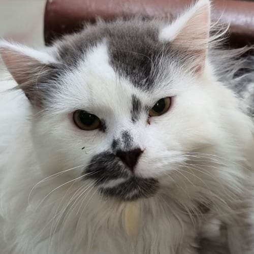 Jovi