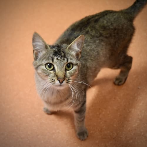 Artemis