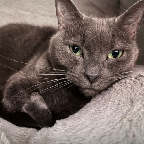 Ardie Pants *9Lives Project Rescue*