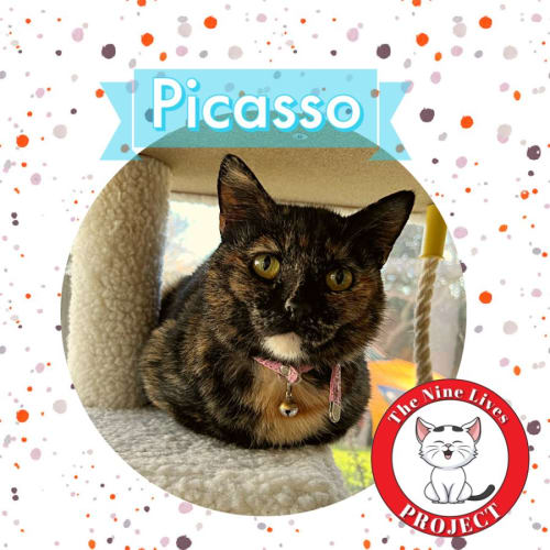 Picasso *9 Lives Project Rescue*