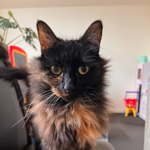 Delilah
