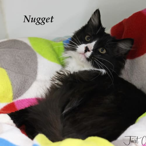 Nugget