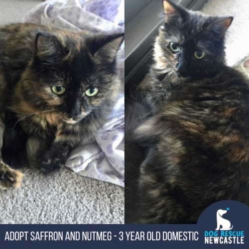 Saffron and Nutmeg - 3 Year Old Domestic