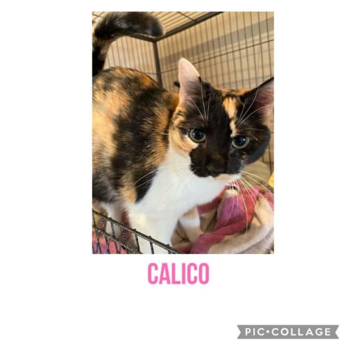 Calico