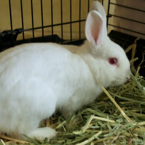 Marvin 