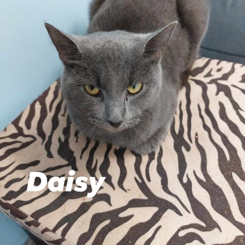 Daisy