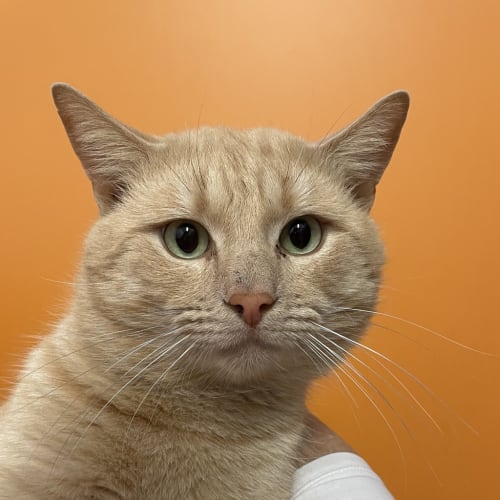 Butterscotch