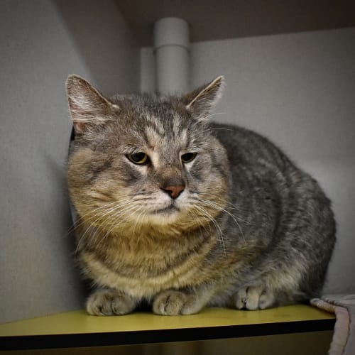 Chonker
