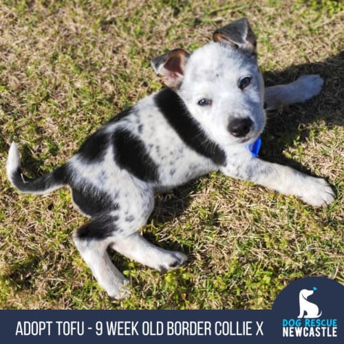 Tofu - 9 Week Old Border Collie X Cattle Dog (Hold