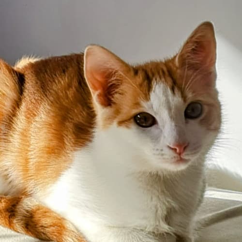 Miel & Caramel