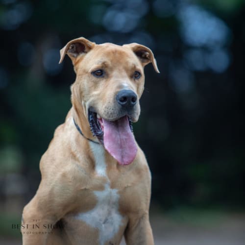 Axel