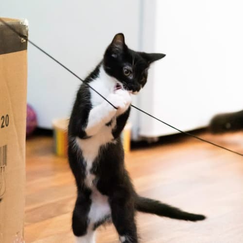 Oscar