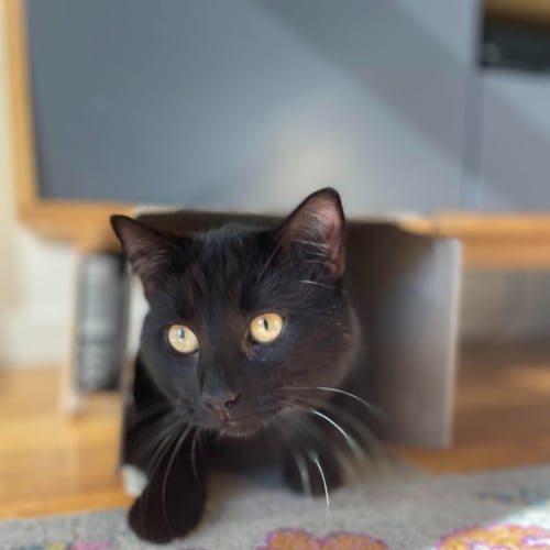 Tux *9 Lives Project Rescue*