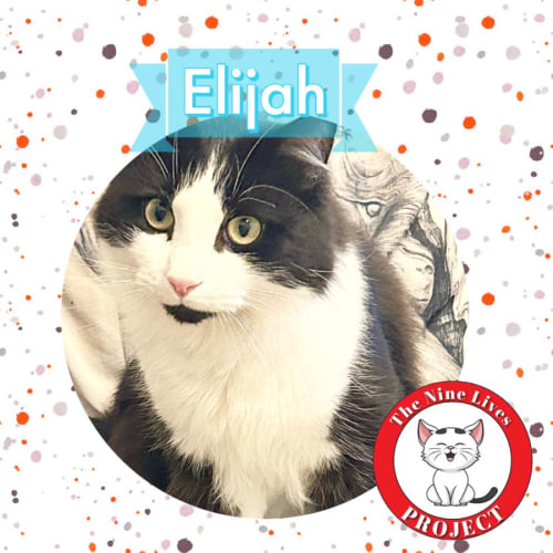 Elijah *9 Lives Project Rescue*