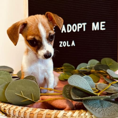 Zola
