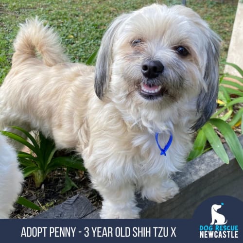 Penny - 3 Year Old Shih Tzu cross