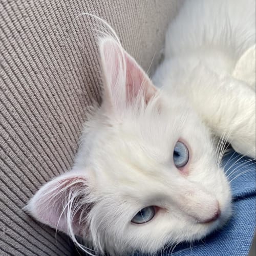 Selenite (Sella)