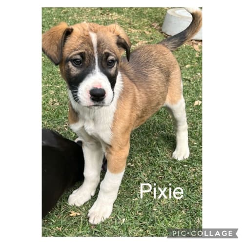 Pixie
