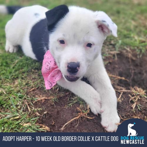 Harper - 10 Week Old Border Collie X (Trial)