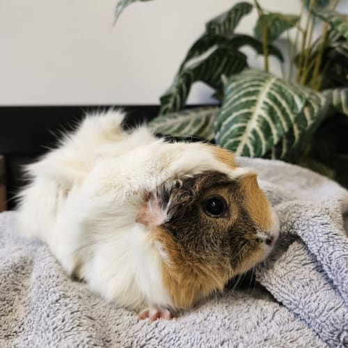 Abbi