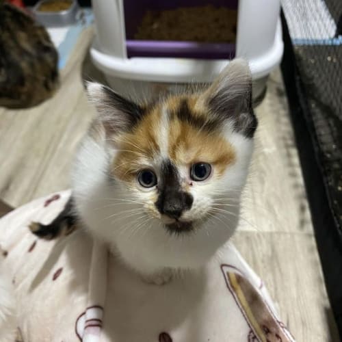 Lyra **2nd Chance Cat Rescue**