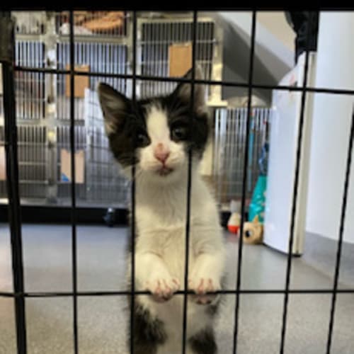 Little Miss Missy Moo