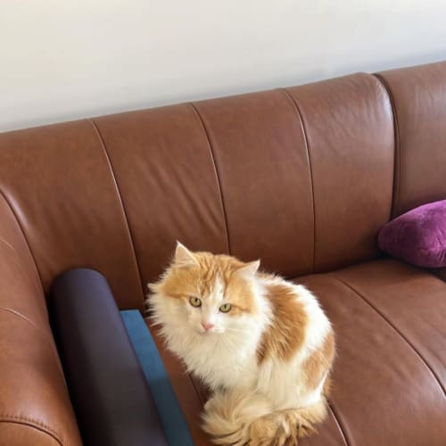 Hugo *9 Lives Project Rescue*