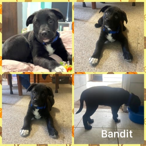 Bandit