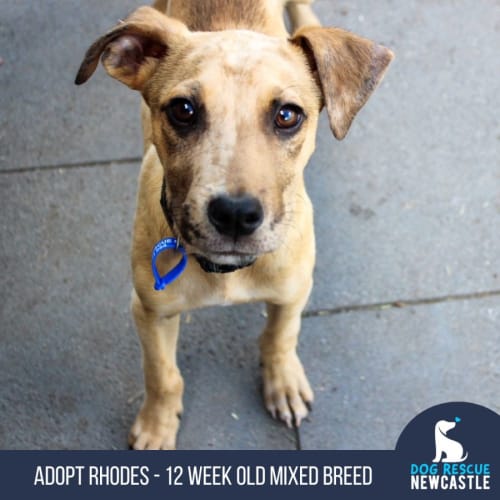 Rhodes - 12 Week Old Mixed Breed (Trial 28/8/23)