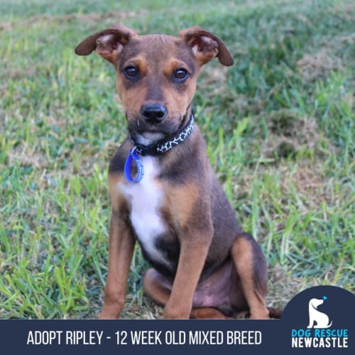 Ripley - 12 Week Old Mixed Breed (Trial 1/9/23)