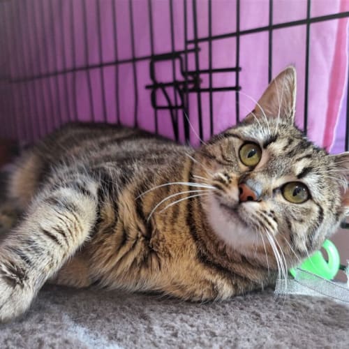Ida (stripy)