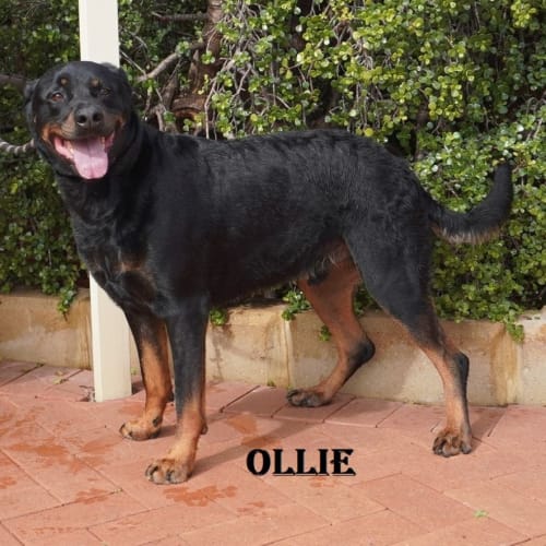 Ollie
