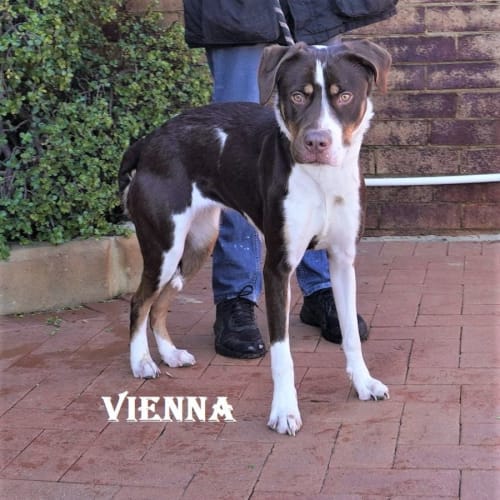 Vienna