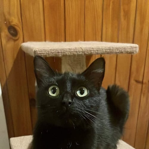 Mittens 