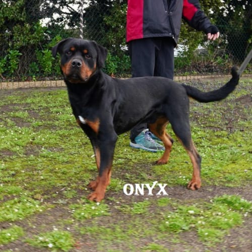 Onyx