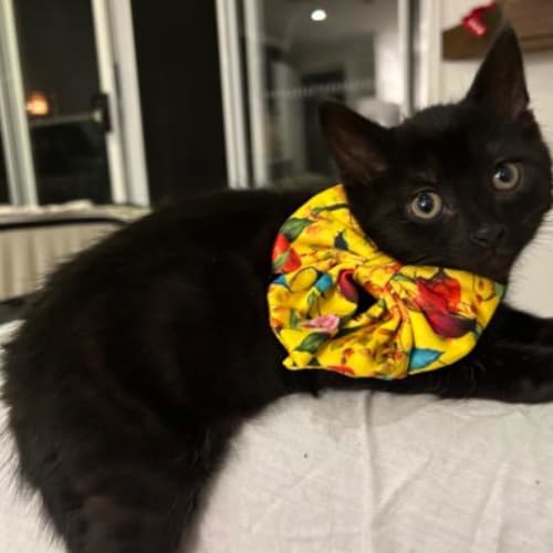 Salem