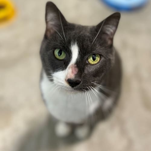 Willow