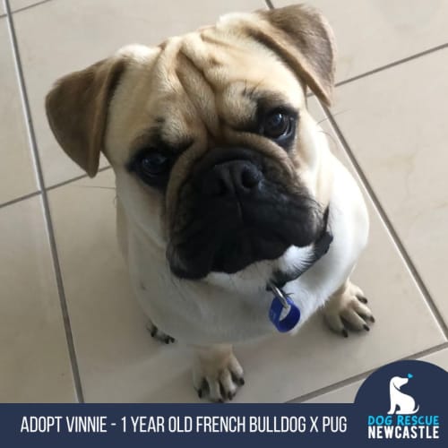 Vinnie - 1 Year Old French Bulldog X Pug (Hold )