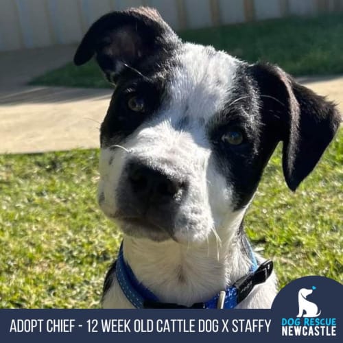 Chief - 12 Week Old Cattle Dog X Staffy (Trial 1/9