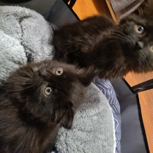 Sassy and Shadow