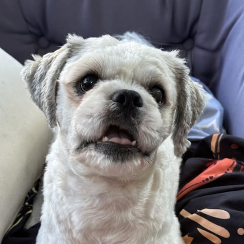 Dougie