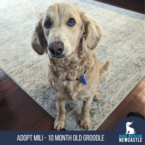 Mili - 10 Month Old Groodle (Trial)