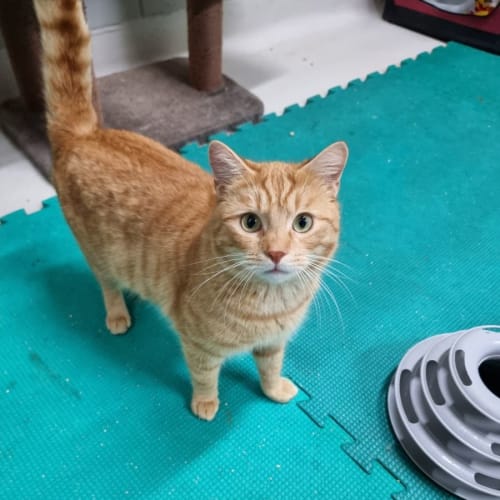 Jaffa