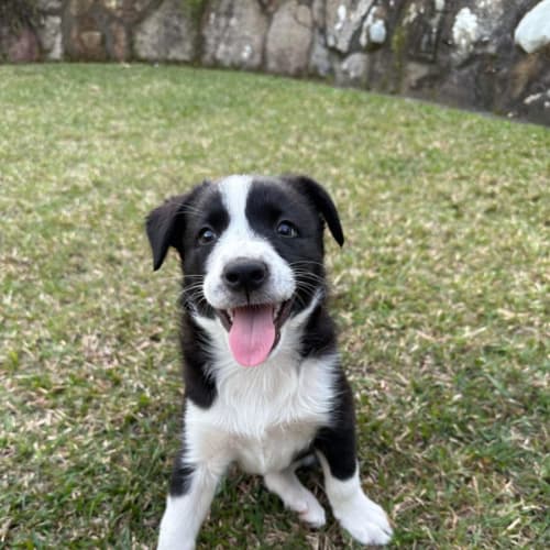 Korra