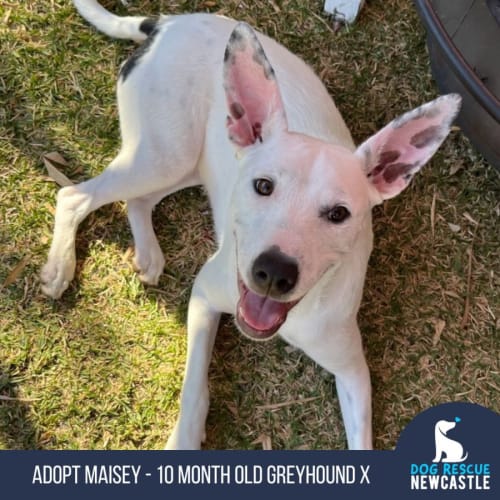Maisey - 10 Month Old Greyhound X