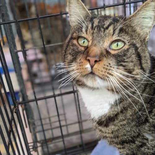 Franklin Aka Notorius B.I.G