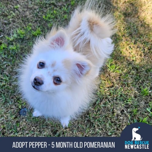 Pepper - 5 Month Old Pomeranian (Trial)